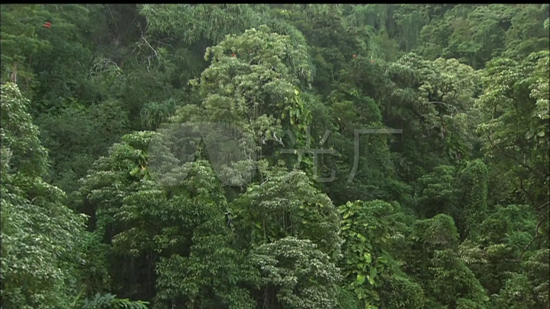 潇湘雨林：神秘丛林探秘，与动植物共舞的奇幻之旅