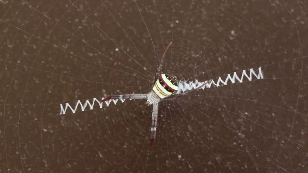 蜘蛛娘的网织经验：选择材料与悬挂技巧