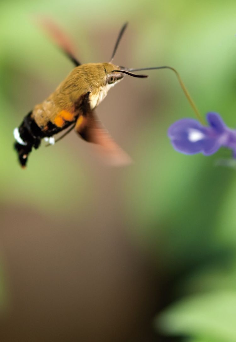 Bumblebee手机游戏-小蜜蜂飞行冒险，挑战多关卡