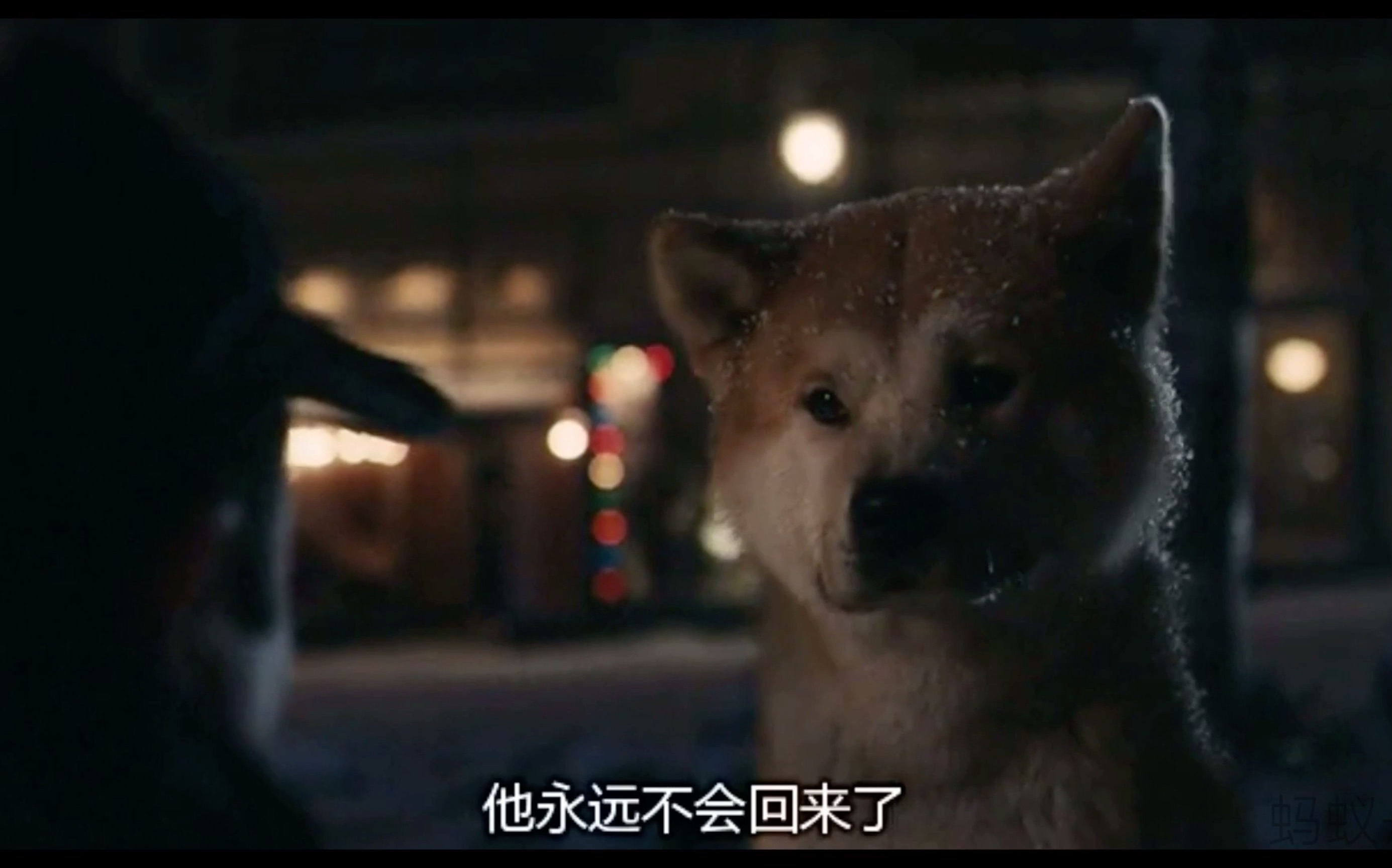 忠犬八公在线观看完整版_忠犬八公的电影在线观看免费_忠犬八公免费完整版