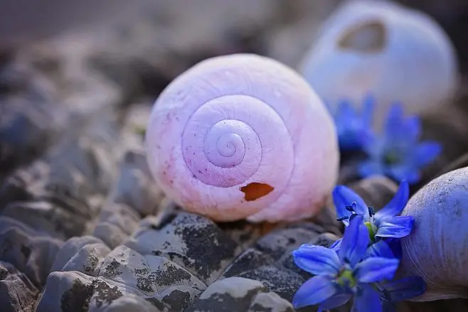 海**影-海洋生物学专业者的海洋奇妙生命之旅