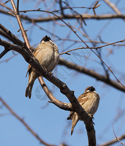 树麻雀_麻雀树图片_麻雀树叶画