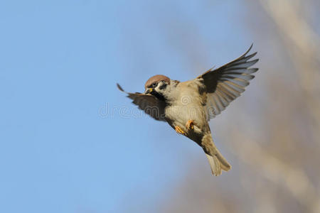 树麻雀_麻雀树叶画_麻雀树图片