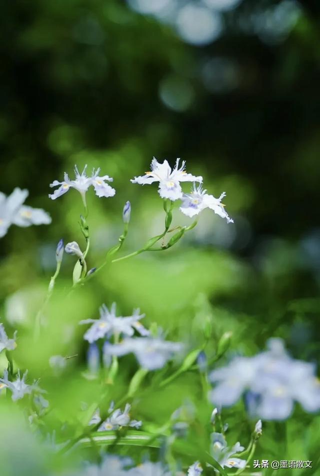 苏茜薇_苏茜_苏茜薇