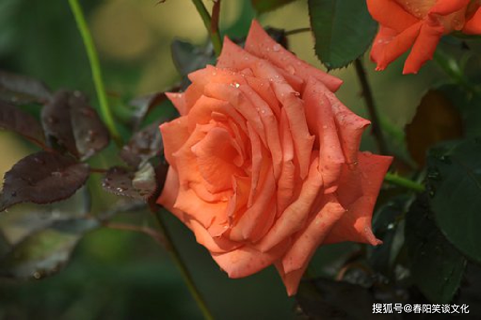 双剑丰城手机游戏怎么玩_丰城双剑手机游戏_谁有正宗丰城双剑下载地址