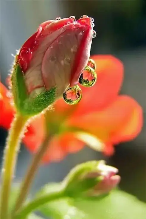 橙光游戏怎么送鲜花手机版-橙光游戏手机版送花攻略：让每一朵鲜