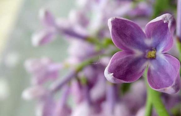 六重不忠_六重不忠_六重不忠