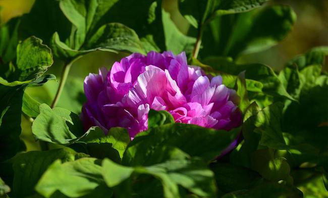 六重不忠_六重不忠_六重不忠