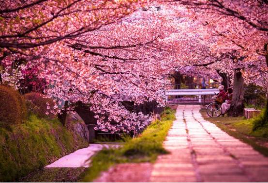 樱花浪漫校园 