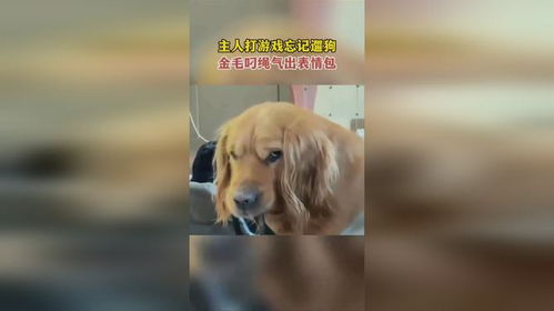 忘狗游戏,一场关于记忆与情感的奇幻冒险之旅