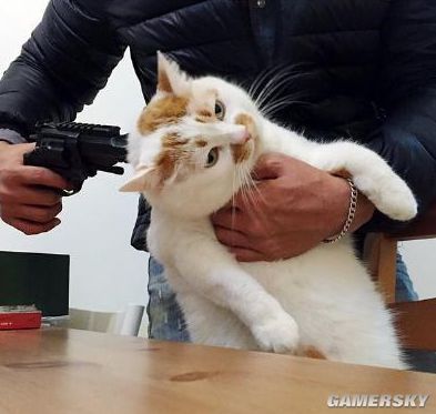 游戏圈小猫,围捕萌猫的脑力对决